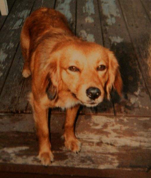Konop-wants-investigation-of-dog-s-death-2