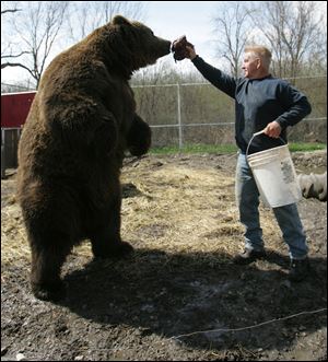 Kenny Hetrick feeds a bear at Tiger Ridge Exotics in northern Wood County . He has noticed an uptick in people giving up their horses for financial reasons. He now takes in two to three a month and tries to find new homes for the healthy ones. Others are slaughtered and fed to his lions, tigers, and bears.