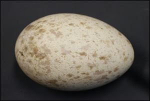 White-naped cranes lay mottled eggs the length of two golf balls. The eggs are distinctively oval and quite smooth.