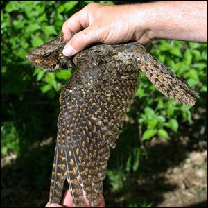 A female chuck-will's-widow is out of its element in northwest Ohio at the Black Swamp Bird Observatory.