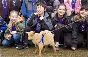 Third graders are enthralled with the dwarf goats that a Long Island, N.Y., township has tending grass in the recession.