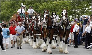 The Budweiser Clydesdales make an impressive entrance at Toledo's Red, White, and Kaboom Fourth of July celebration. The two-day event featured food, live music, and, of course, fireworks. 