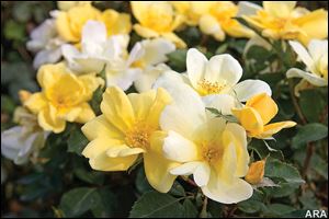 Sunny Knock Out blooms continuously with little or no effort.