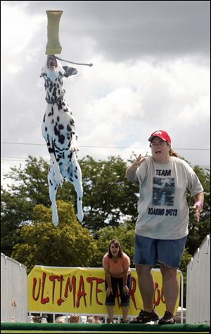 See Lance. See Lance fly to catch a toy as his master, Bridget Telencio, watches before he splashes down more than 23 feet away in a pool in the parking lot of The Andersons in West Toledo.