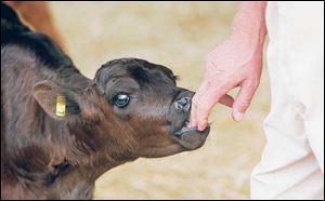 One of a dozen calves at the Schlatter farm.