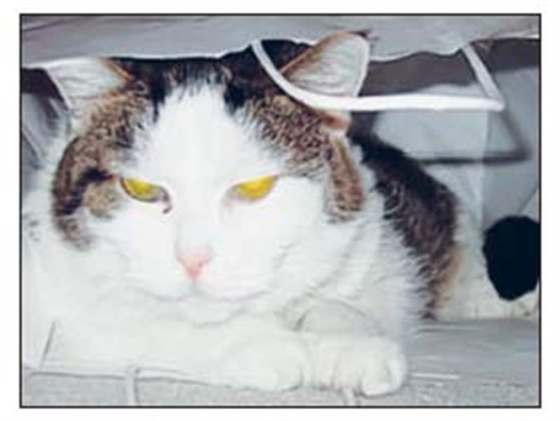 Kringer-the-cat-will-be-a-part-of-the-family-forever