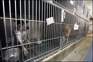 Dogs can stay 3 to 14 days at the warden's office. Sometimes they stay longer because of weekends or holidays.