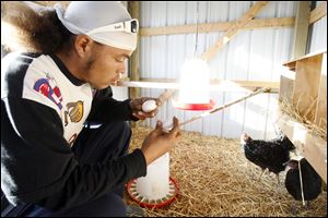 Rob McCreary collects eggs in the laying hens' coop at the Toledo Grows mini-farm.