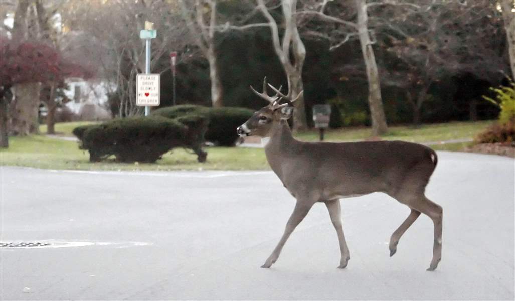Favored-firm-for-deer-cull-accused-of-cruel-methods