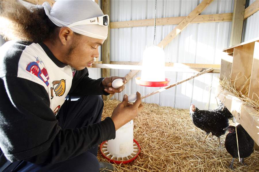 Raising-chickens-helps-teens-build-life-skills-2