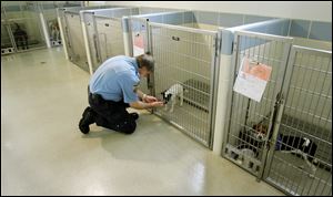 Robert Sexton checks a new arrival at the animal resource center, which, like Lucas County, does not adopt out ‘pit bulls.'