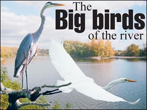 This photo collage depicts a great blue heron on a perch and a great egret on the wing, with the islands across from Orleans Park in the background.
