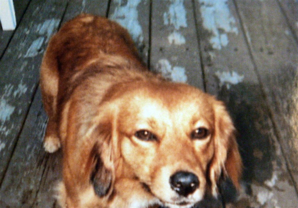 pomeranian beagle mix