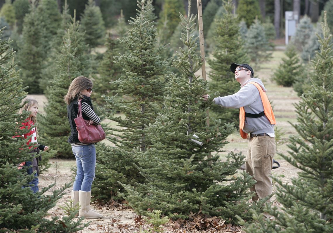 Tough Times Fail To Put Christmas Tree In Shade The Blade