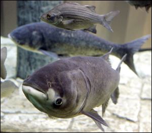The Asian carp is called ‘an impending ecological disaster for the Great Lakes' by the U.S. Army Corps of Engineers. Many Asian carp were imported into North America from China by Arkansas fish hatcheries in the 1980s to eat algae and pond scum. They escaped to the wild when the Mississippi River flooded in 1993. The carp have been swimming upstream for years and are now in the Chicago area near Lake Michigan. Recent DNA samples suggest they have breached a $9 million electric barrier established to keep them out. Some cultures, especially in the Toronto area, attach a religious significance to the carp.

•  Lower set eye, large upturned mouth without barbs.<br>
 •  Scaleless head; body scales are very small.<br>
 •  Adults may weigh more than 85 pounds and be 4 feet in length.<br>
 •  Voracious feeders. They eat native fish and destroy their habitat.<br>
•   Silver carp, one of four species of Asian carp, are sensitive to boat motors' vibrations, which make them leap out of water, occasionally injuring boaters.<br>
•  The impact is compared to being hit by a thrown bowling ball.<br>
•  They have been described as the poster child of invasive species.<br>