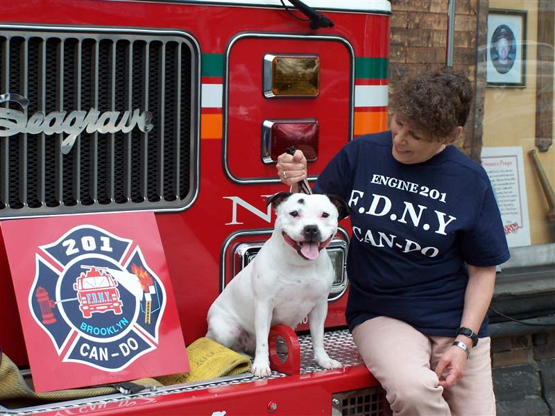 Advocates-praise-qualities-of-pit-bulls