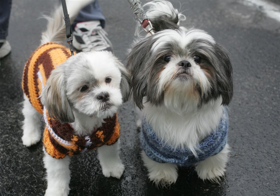 do shih tzu get cold