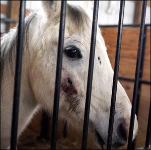 Some of the seized horses had open sores, and several showed signs of apparent malnutrition.