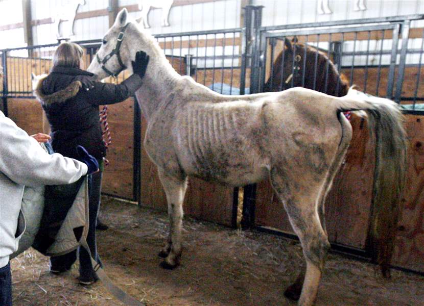 31-horses-rescued-6-others-euthanized-near-Oak-Harbor