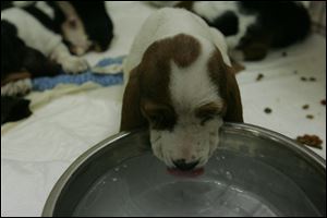 One of the basset hound pups taken from the Rice Township house laps up water at the animal shelter. Officials said the dogs seemed to have been fed but had no water in their bowls.
