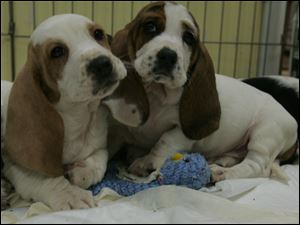 Basset hound puppies, as well as a Saint Bernard and other dogs, are resting at the Humane Society, which is seeking foster homes that are interested in adopting the animals.