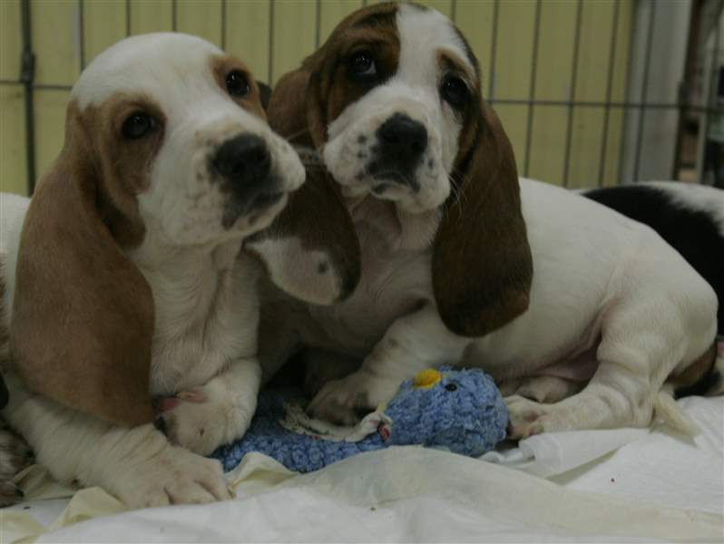 Officer-says-33-dogs-seized-from-suspected-puppy-mill-3