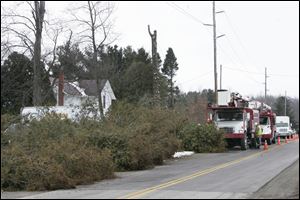 After two days work, 140 evergreens at the Jeffers' farm were cut, with some of the trimmings in the foreground.