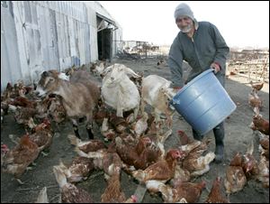 Prakash Thombre feeds his chickens at his Oregon farm that was rebuilt with the help of the community. The chickens graze on four acres of alfalfa in season.