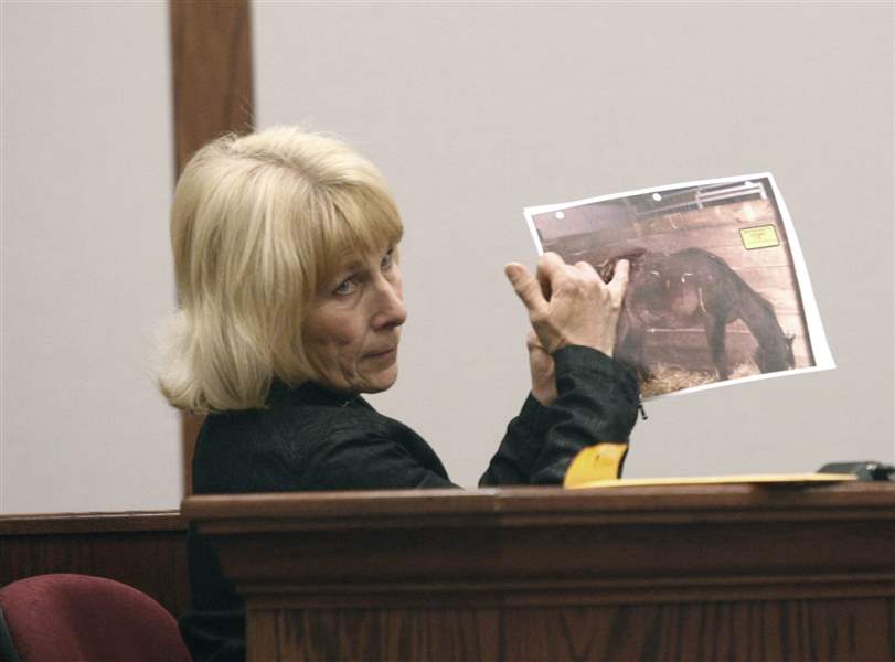 Witnesses-tell-of-finding-weak-starving-horses-trial-opens-on-charges-of-cruelty-2