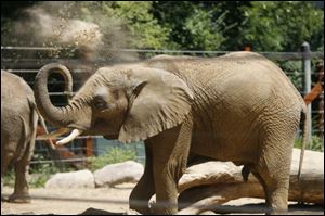 Louie, a 7-year-old African elephant at the Toledo Zoo, became startled and injured a zookeeper last week.