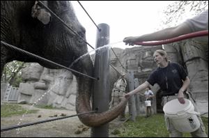 Wanda, a female Asian elephant, was moved from the Detroit Zoo, above, to an animal sanctuary in California along with the zoo's other elephant, Winky, in 2005. The decision was made after years of trying to improve the elephant's environment.