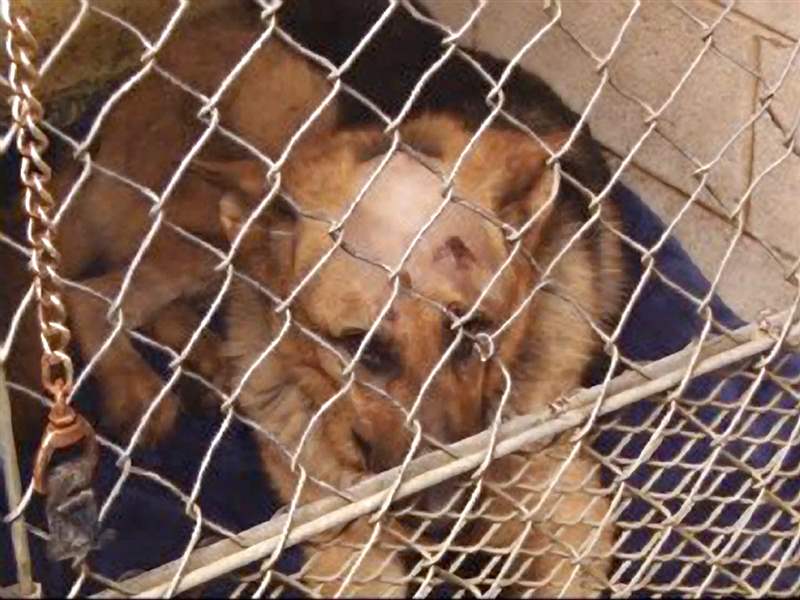 Men-charged-in-shooting-of-caged-dog-Sarge-survives-with-6-bullets