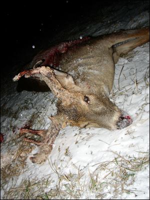 This rare hermaphrodite deer shot by a Port Clinton man has thick velvety covered set of antlers. It could not be documented through a postmortem examination whether the animal possessed both male and female reproductive organs.