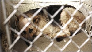 Sarge recovers from six bullet wounds at the Lucas County Dog Pound, but he may not survive accusations of biting his owners.