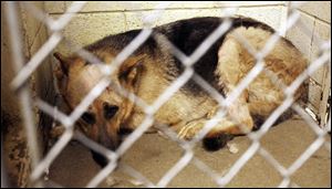 Sarge recovers at the Lucas County Dog Pound from six gunshot wounds. His owner and a friend are accused of firing at the dog, who was caged at the time.