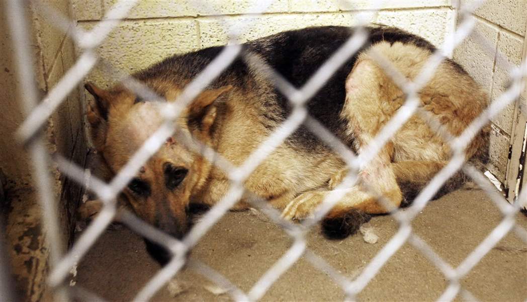 Cruelty-cases-spur-call-for-tougher-laws-3