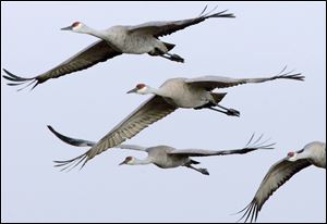 Sandhill cranes fly in formation near Grand Island, Neb. A pair has made a home at Metzger Marsh.