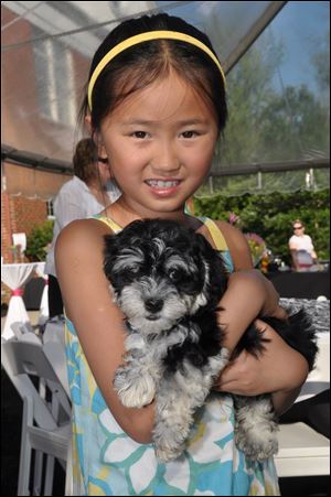 Angelina Barone, pictured here with a Havanese puppy.