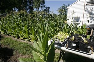 Tobacco seedlings which Jeff Malewski will try to grow in his greenhouse.