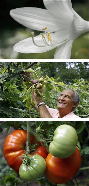 Andreas Dionyssiou tries to convince squirrels in both Greek and English to stay away from his figs, center, but enjoys sharing the garden's other bounty such as lilies, top, and tomatoes.