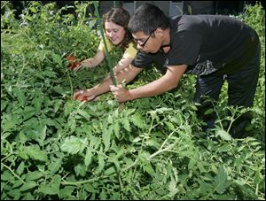 Toledo ZOOTeen Jennifer Hollen helps Kyle Hammond pick tomatoes. Friday's 'End of Summer Garden Party' featured produce from the Autism Academy of Learning's community garden.