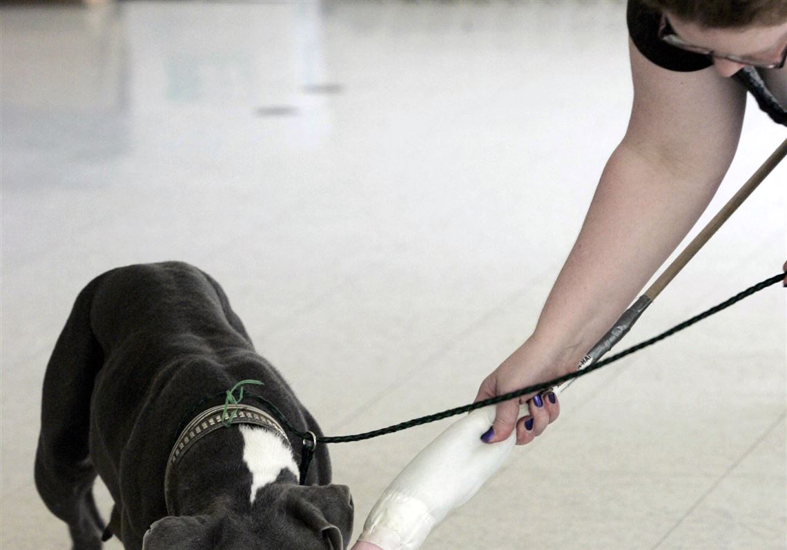 Do Dog Wardens Put Dogs Down