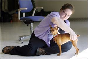 Lucas County Dog Warden Julie Lyle checks the temperament of Hillary, a female miniature Pinscher. 