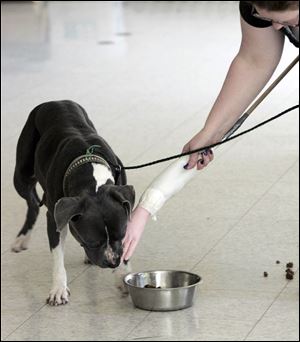 Warden Julie Lyle uses a fake arm to see if a 'pit bull' will bite to defend a food bowl. Dozens have been put down because the pound was at capacity for them. 