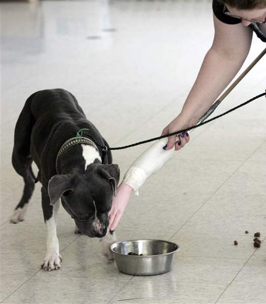 Hundreds-of-dogs-still-put-down-at-county-pound-3