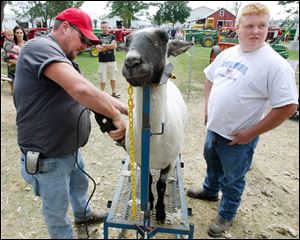 Brian Banister and his son Mark trim a sheep to prepare it to be exhibited at the fair.