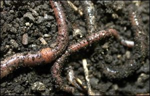 Worms can improve the soil for your garden.