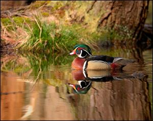 Howard Burkert's photo of a wood duck near North Bay, N.Y., will be among his works on display through October at the National Center for Nature Photography at Secor Metropark.