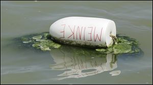 Blue-green algae surround a Meinke Marina buoy in Lake Erie in Oregon. Prolonged heat wave this year created massive blooms in western Lake Erie and several inland bodies of water.
