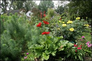 Cypress spurge in a blooming garden.